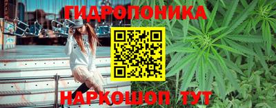 гашик Кингисепп